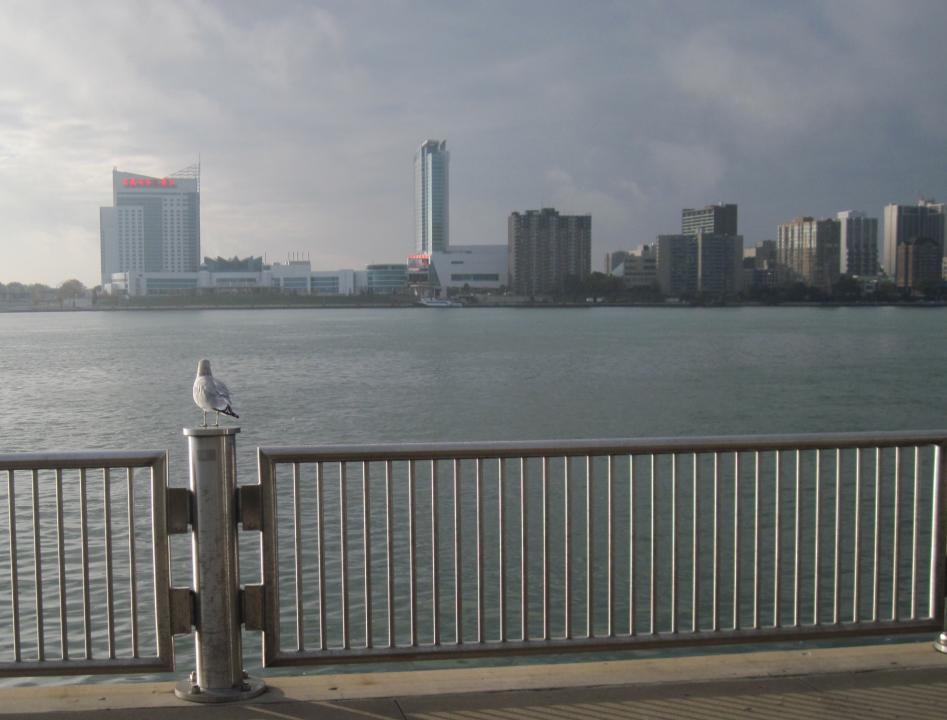 Gull looking across Detroit River into Canada from Michigan | Shutterbug